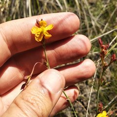 Hypericum silenoides