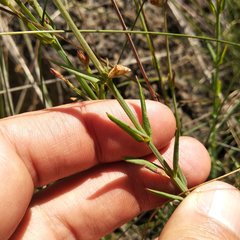 Hypericum silenoides