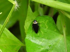 Hemithyrsocera palliata