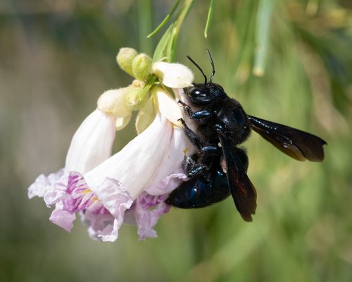 Western Carpenter Bee