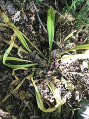 Hymenocallis occidentalis