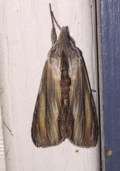 Cucullia convexipennis