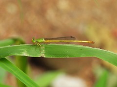 Ceriagrion indochinense