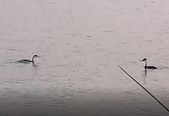 Aechmophorus occidentalis