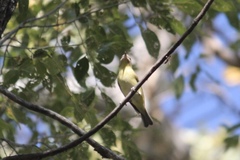 Vireo philadelphicus