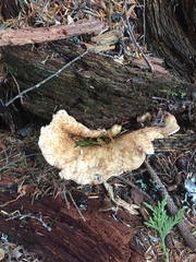 Turbinellus kauffmanii