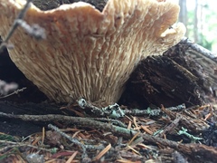 Turbinellus kauffmanii