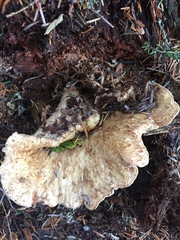 Turbinellus kauffmanii