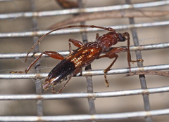 Coptocercus aberrans