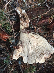 Turbinellus kauffmanii