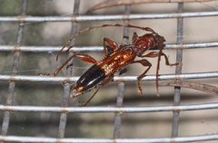 Coptocercus aberrans