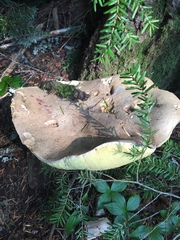 Caloboletus conifericola