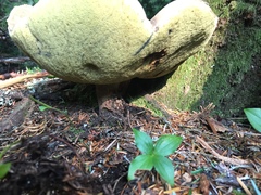 Caloboletus conifericola