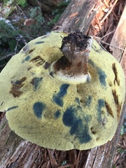 Caloboletus conifericola