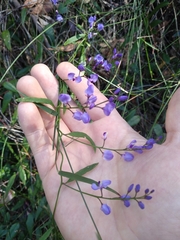 Comesperma volubile
