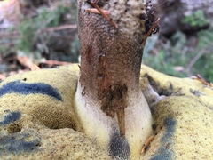 Caloboletus conifericola