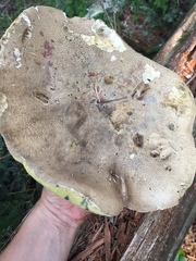 Caloboletus conifericola