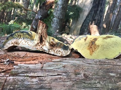 Caloboletus conifericola