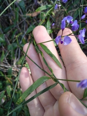 Comesperma volubile
