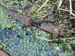 Caiman crocodilus fuscus