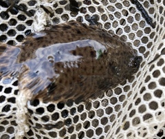 Trinectes maculatus