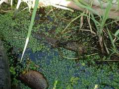 Caiman crocodilus fuscus