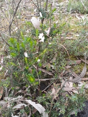 Epacris impressa