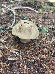 Caloboletus conifericola