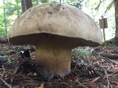 Caloboletus conifericola