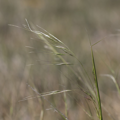 Austrostipa blackii