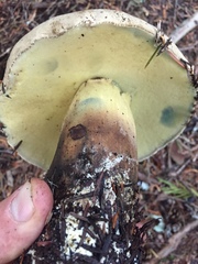 Caloboletus conifericola