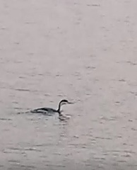 Aechmophorus occidentalis