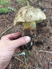 Caloboletus conifericola