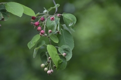 Amelanchier laevis