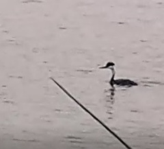 Aechmophorus occidentalis