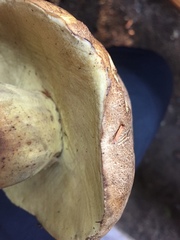 Caloboletus conifericola
