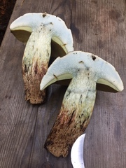 Caloboletus conifericola