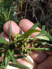 Podocarpus spinulosus