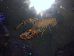 Homarus