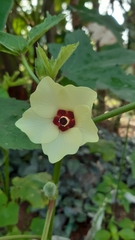 Abelmoschus esculentus
