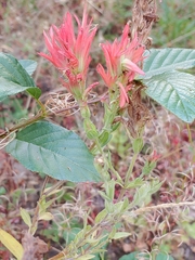 Castilleja miniata oblongifolia