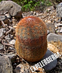 Echinocereus pectinatus pectinatus
