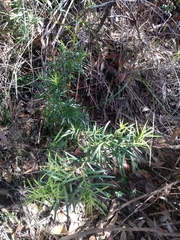 Podocarpus spinulosus