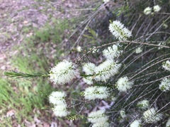 Melaleuca viminea