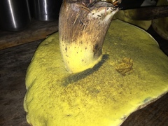 Caloboletus conifericola