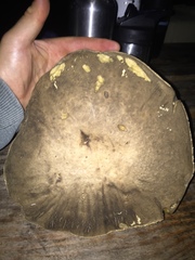 Caloboletus conifericola