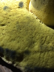 Caloboletus conifericola