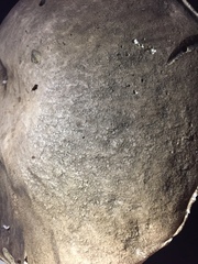 Caloboletus conifericola
