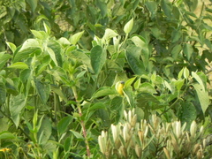 Thlypopsis superciliaris