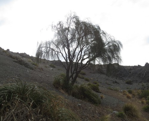 Stevenson's Carmichaelia (Carmichaelia stevensonii)